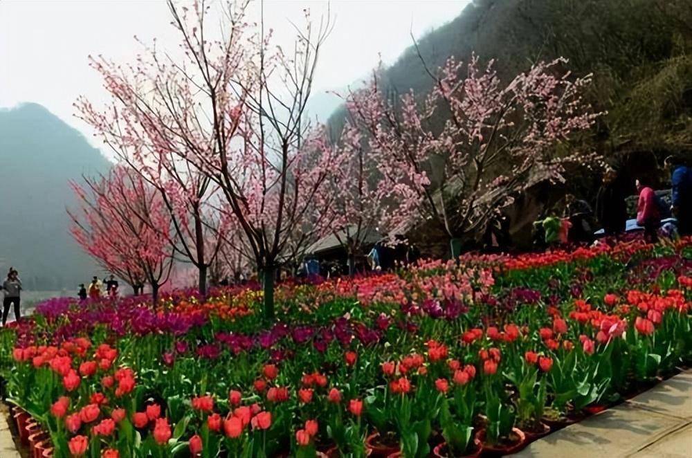 3月踏青赏花,推荐河南这10个景区!美到极致!