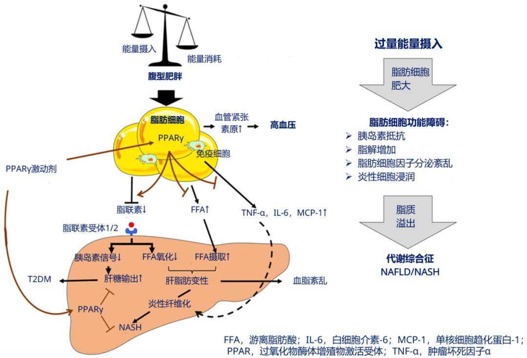 美國一項研究顯示,糖尿病是非酒精性脂肪性肝炎(nash)和肝纖維化的