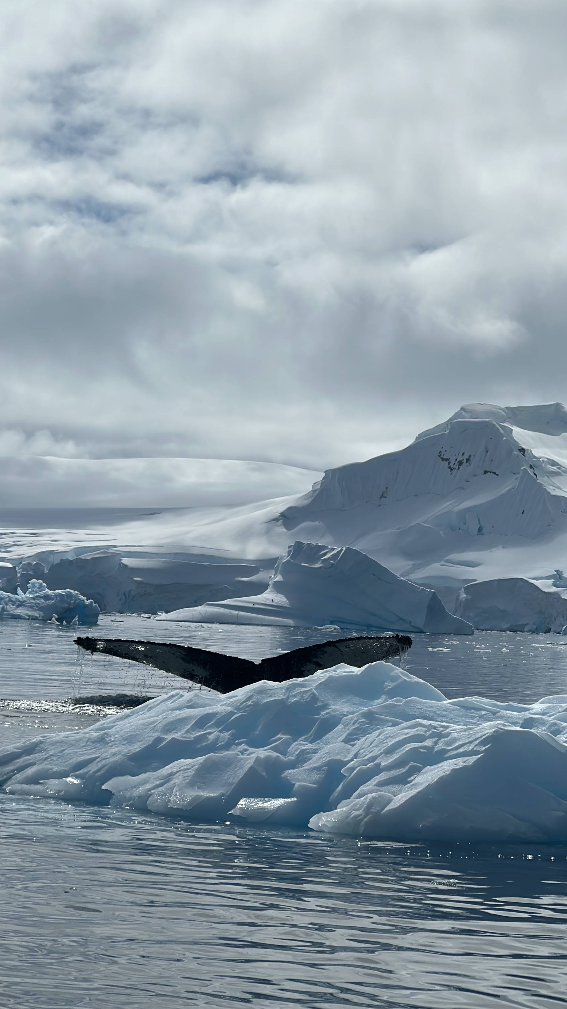 去南极的年轻人,花10万"重启人生"?_旅行_荆棘_工作