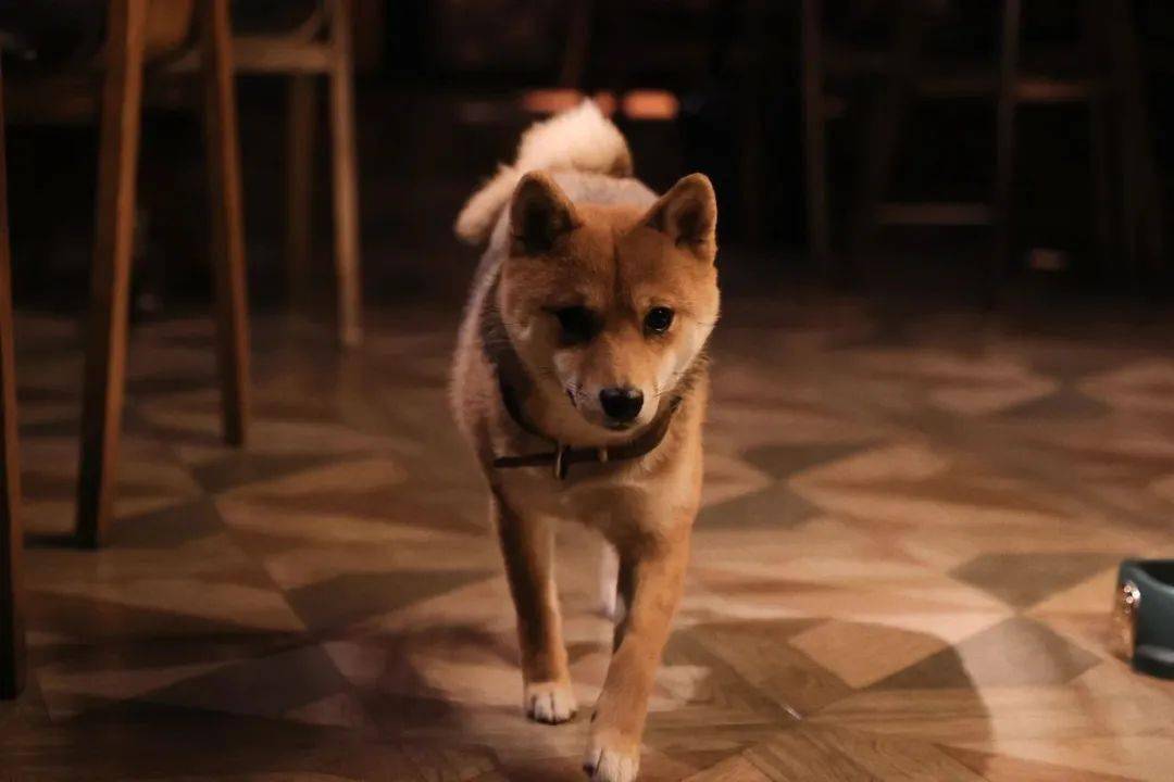 探店特辑丨文学,历史与神话,架构起这家社区鸡尾酒馆