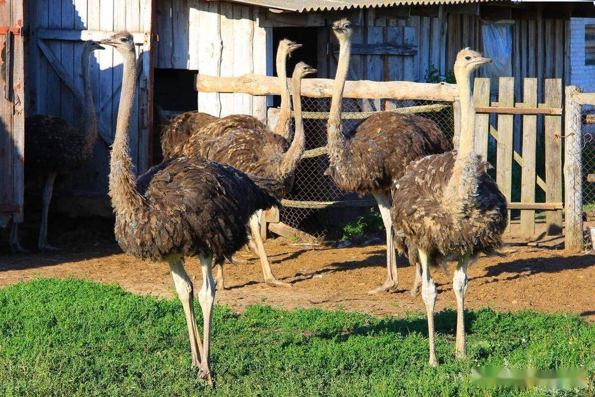 鸵鸟怎么养殖吃什么