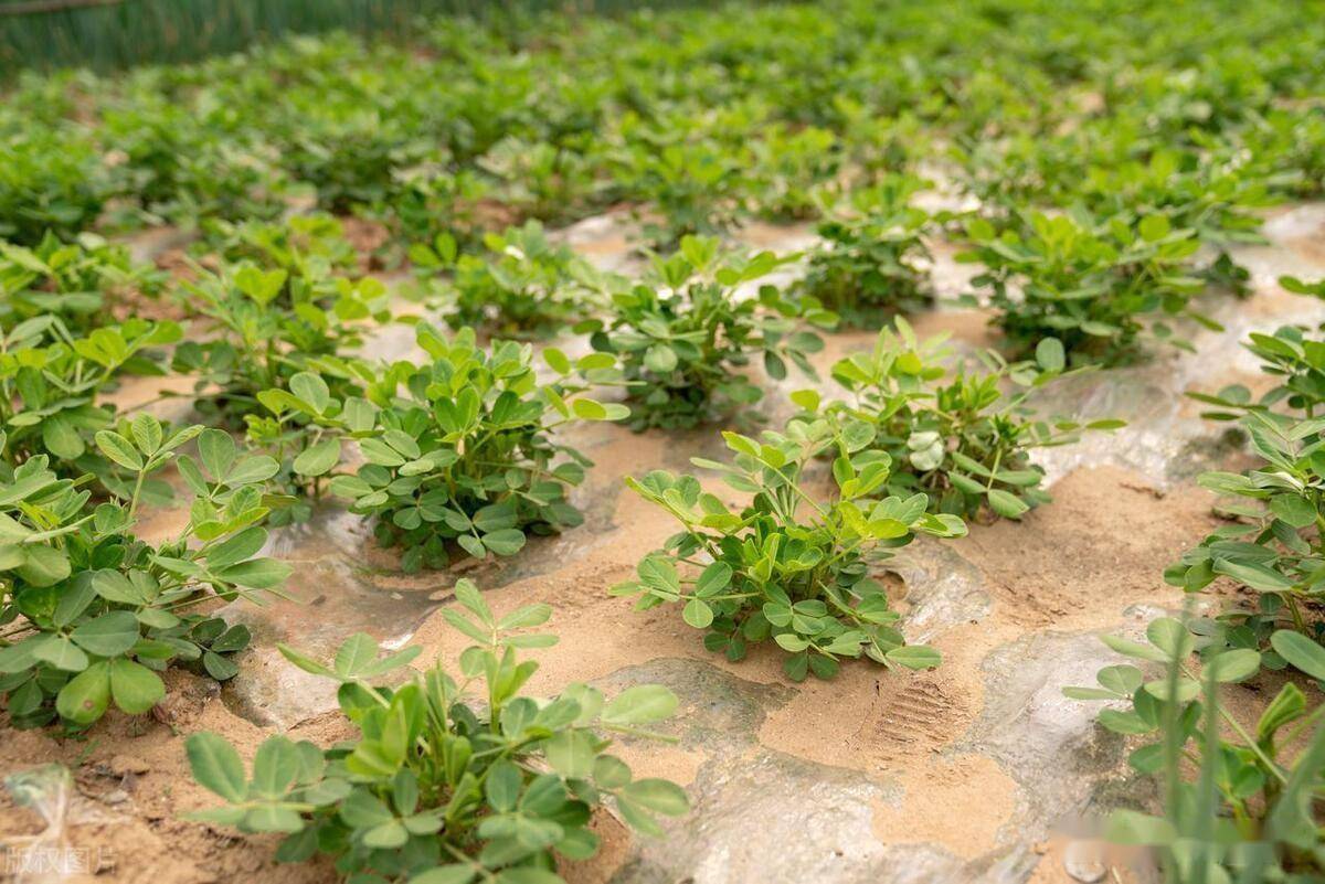 花生什么时候播种图片