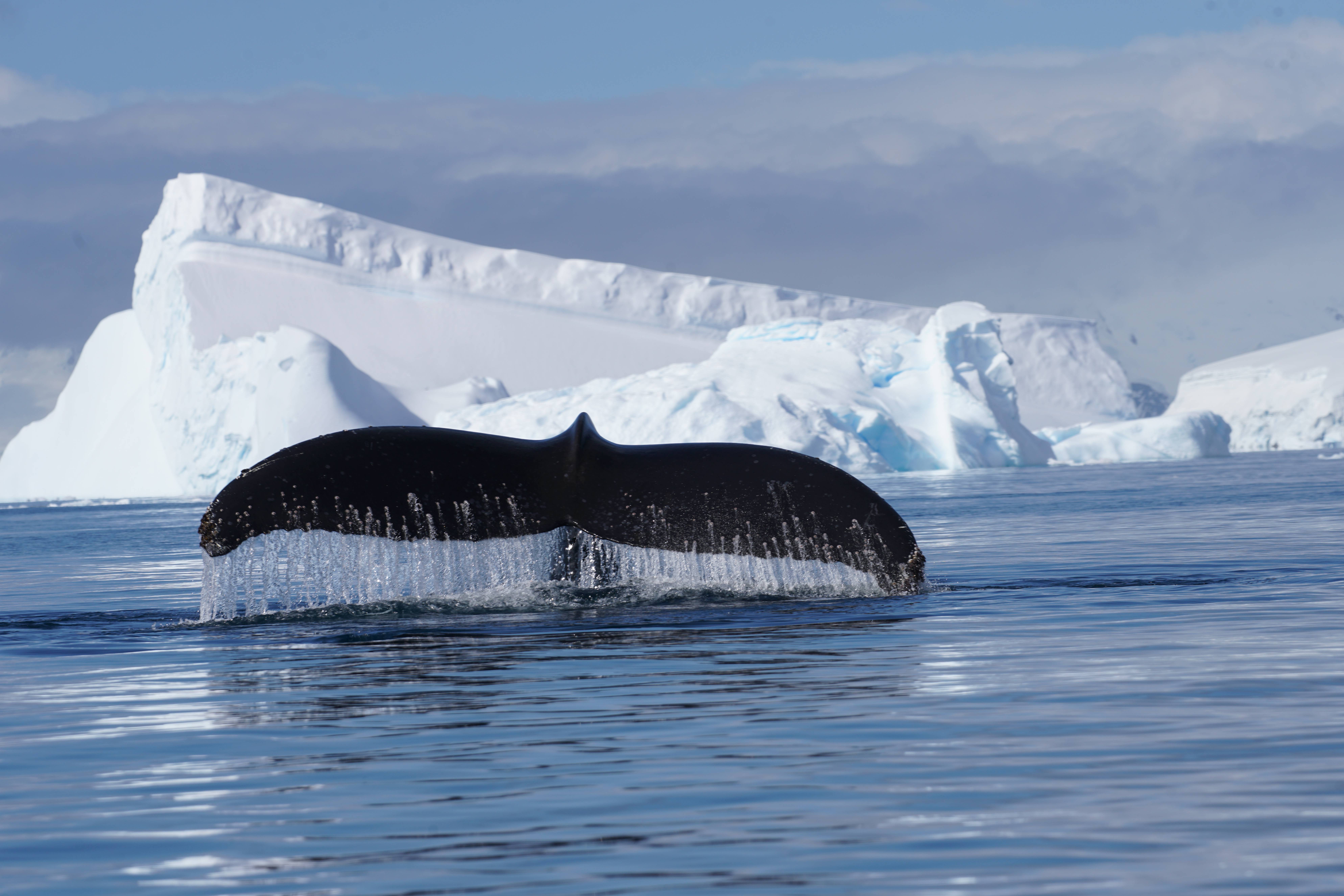 去南极的年轻人,花10万"重启人生"?