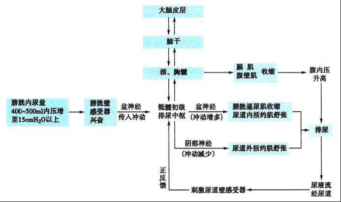 排尿过程生理图片