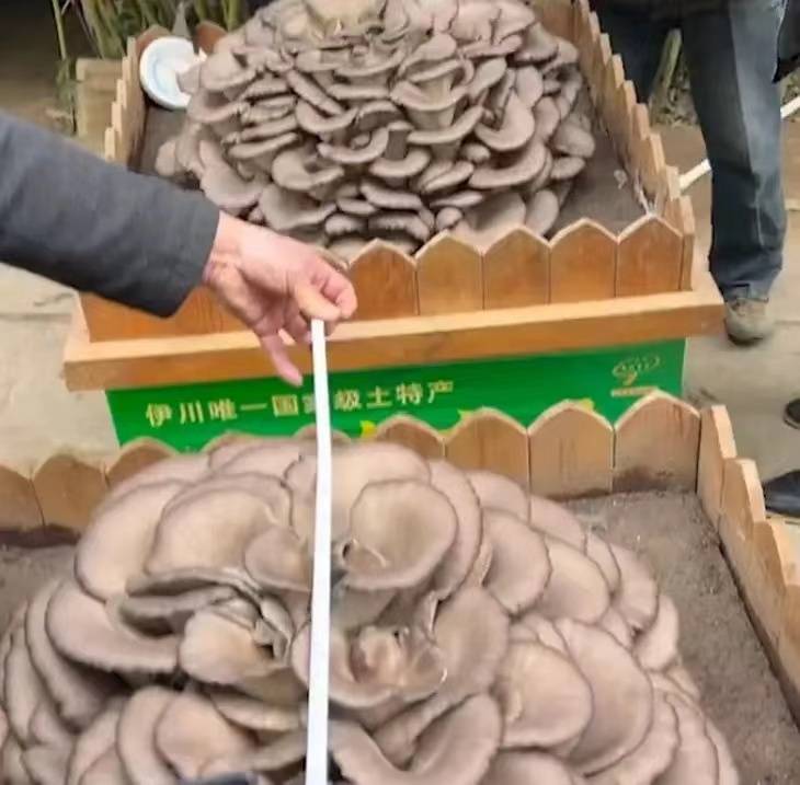 河南一农民培育出70斤大平菇,回应:售价2888元一颗