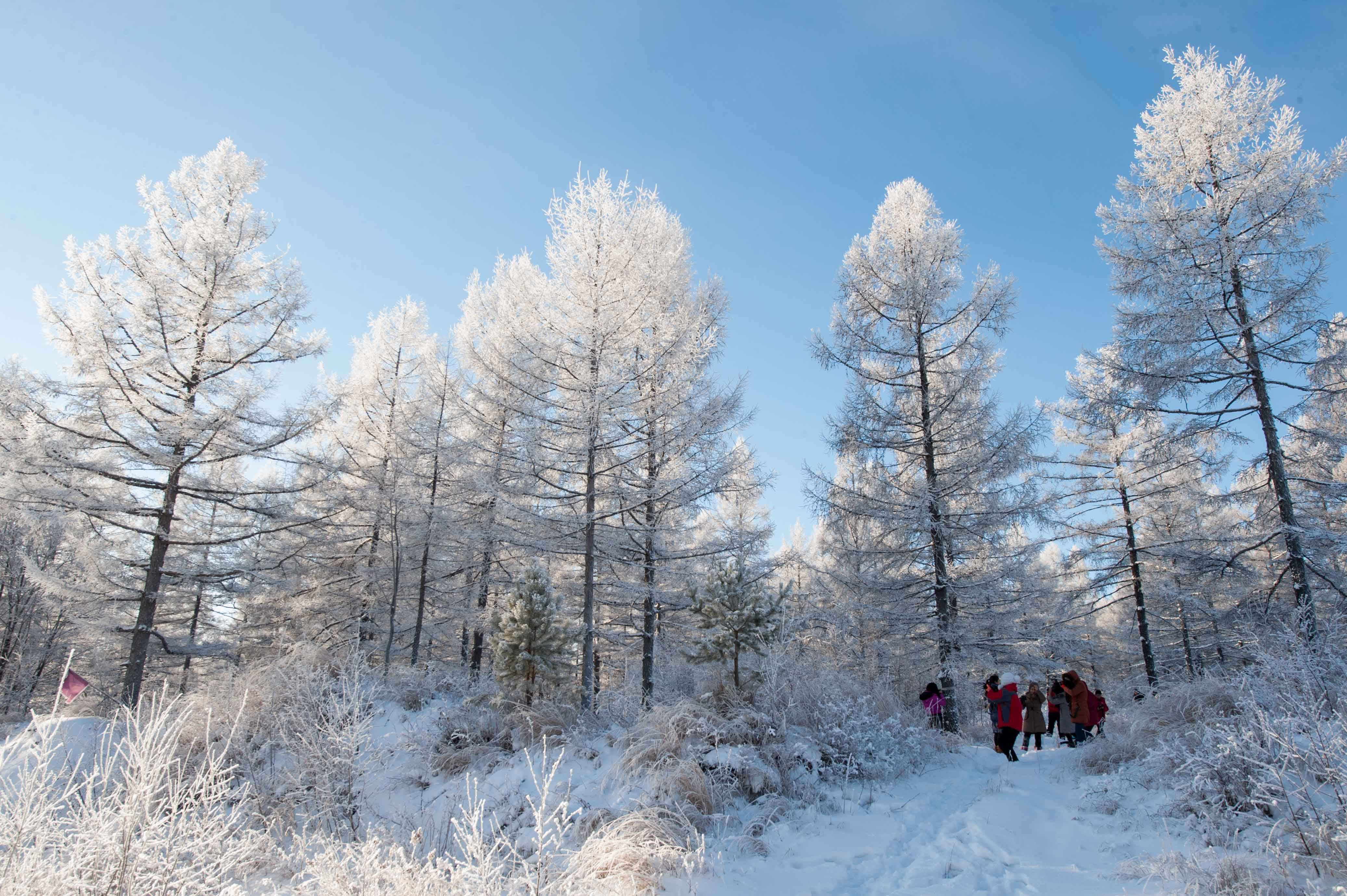 林海雪原图片大全图片