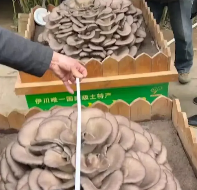 局部大暴雪,河南