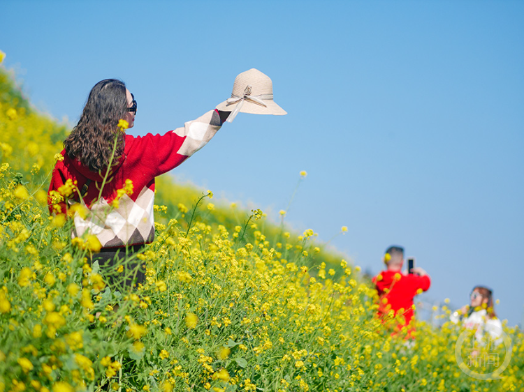 油菜花图片摄影作品图片