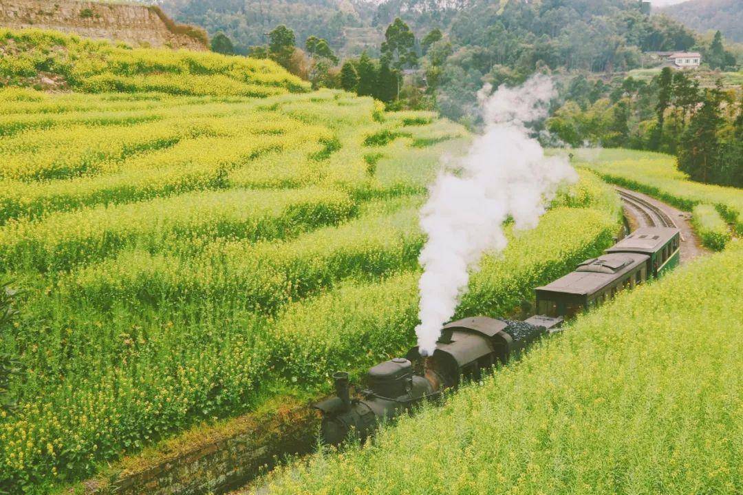 开往春天的嘉阳小火车_生活_犍为_油菜花