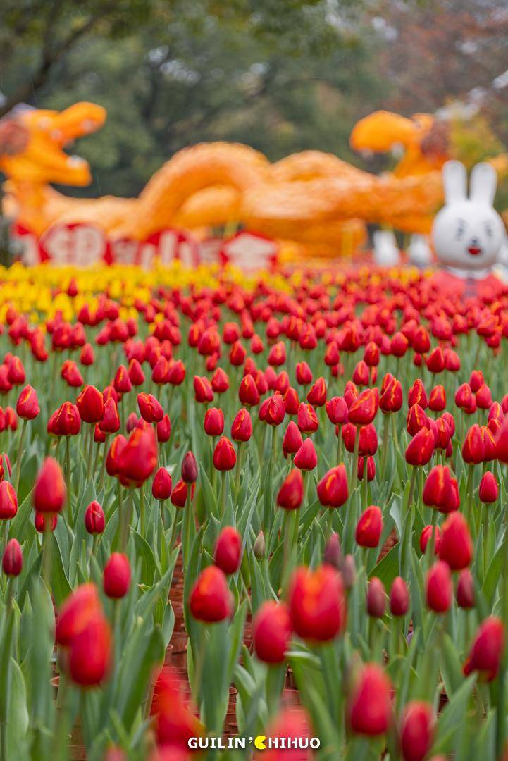 12万株郁金香免费赏!今年花展又有新品种了……_訾洲