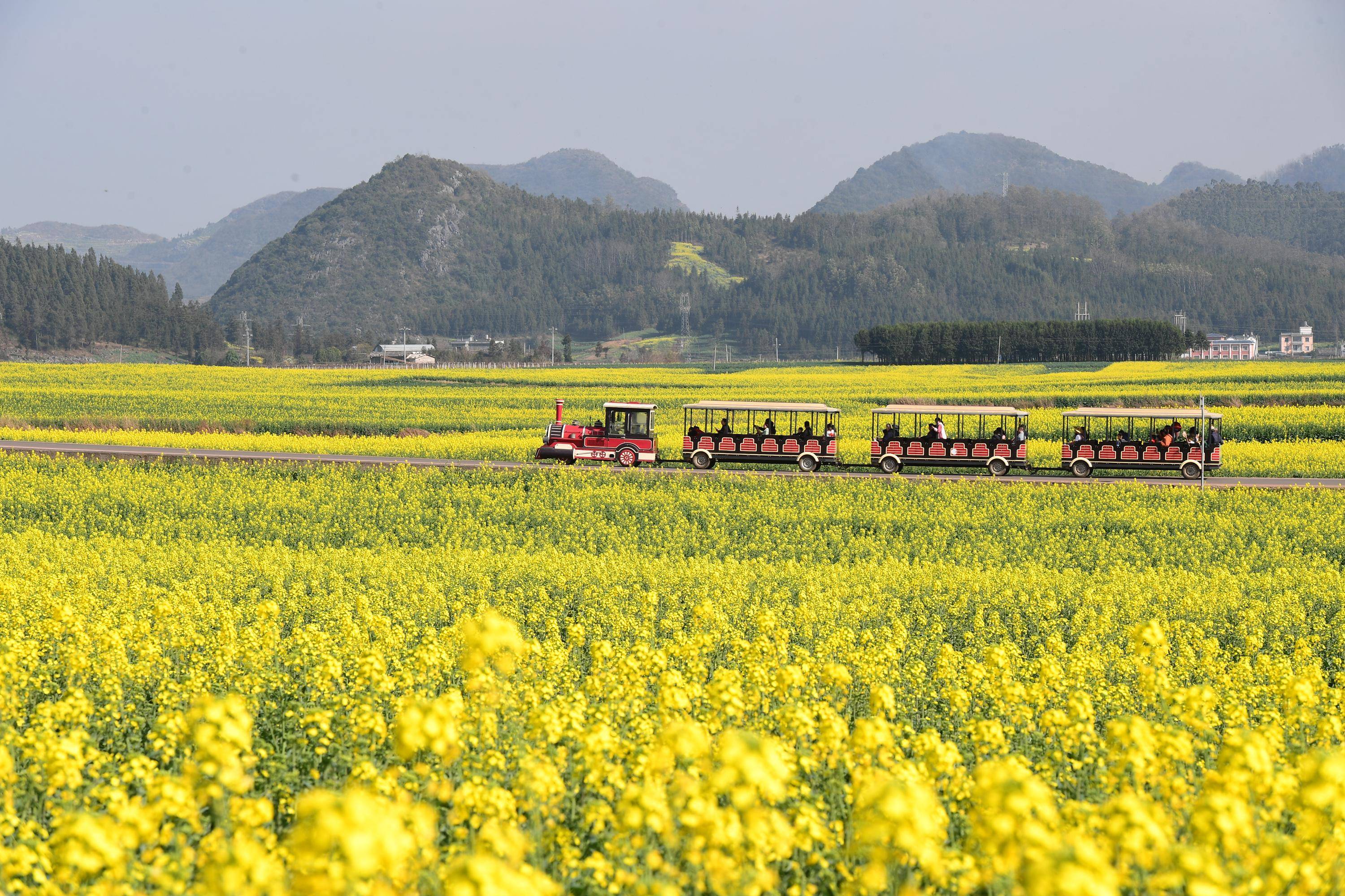 2022贵州油菜花图片