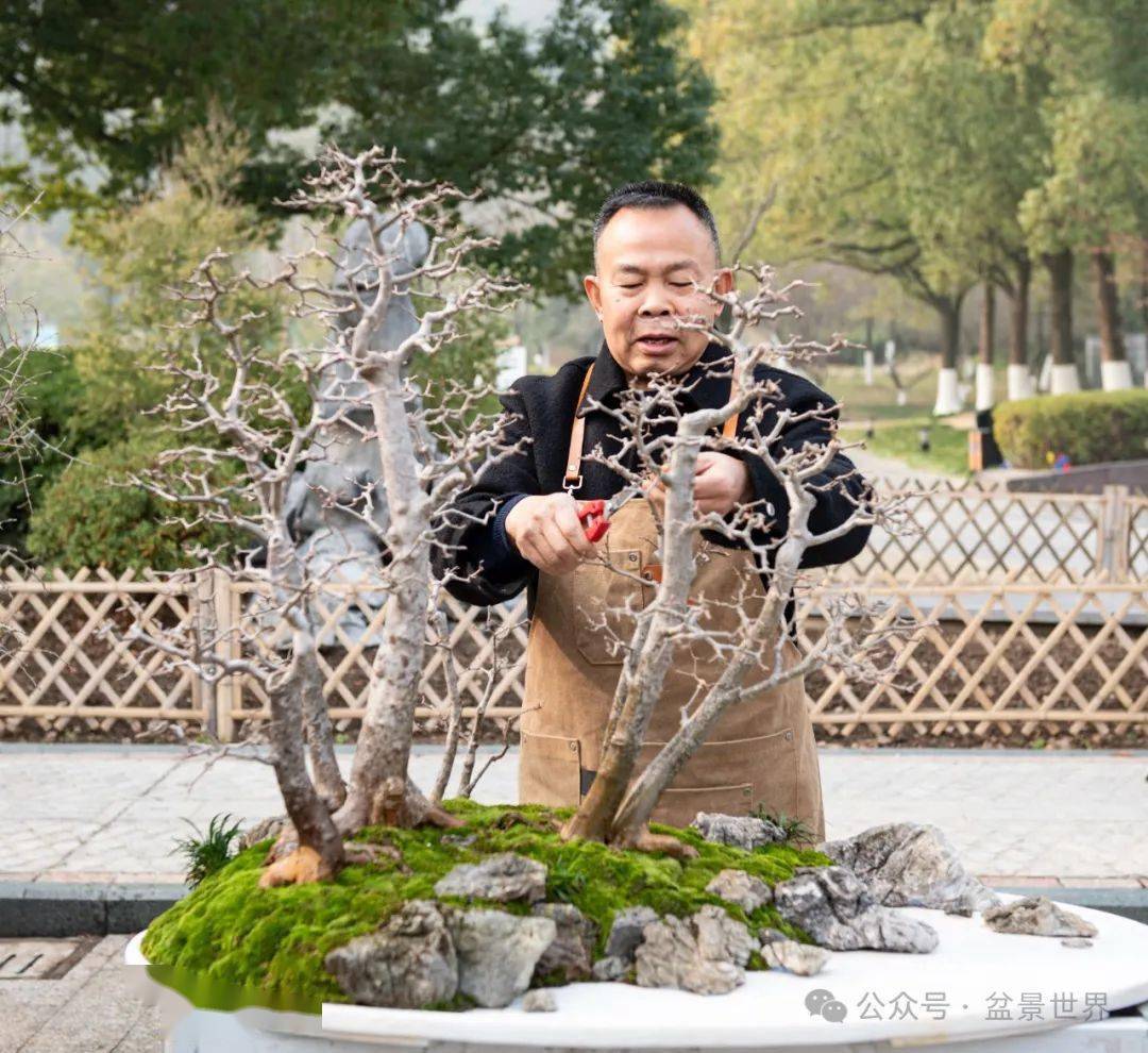 映山红盆景高手_楼建甫_作品_榆树