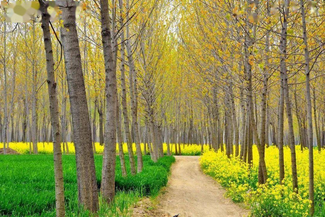 又到春游季,春季休闲线路推荐(下)_国道_古城_商丘