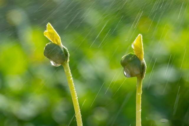 ppt 背景 壁纸 电脑桌面 发芽 绿色 绿色植物 嫩芽 嫩叶 新芽 植物