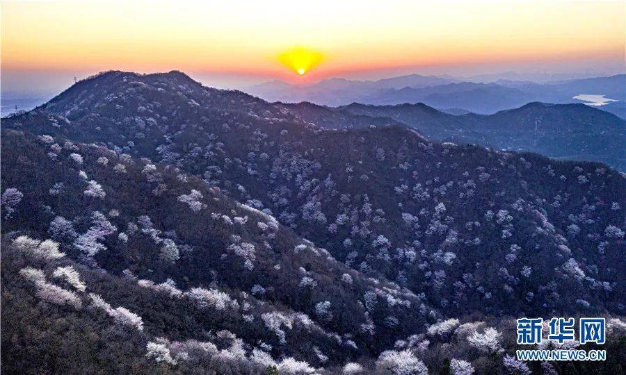 赏花点:金寨铁冲乡杜鹃岭,马鬃岭景区,吴家店黄狮寨,吴家店太平山