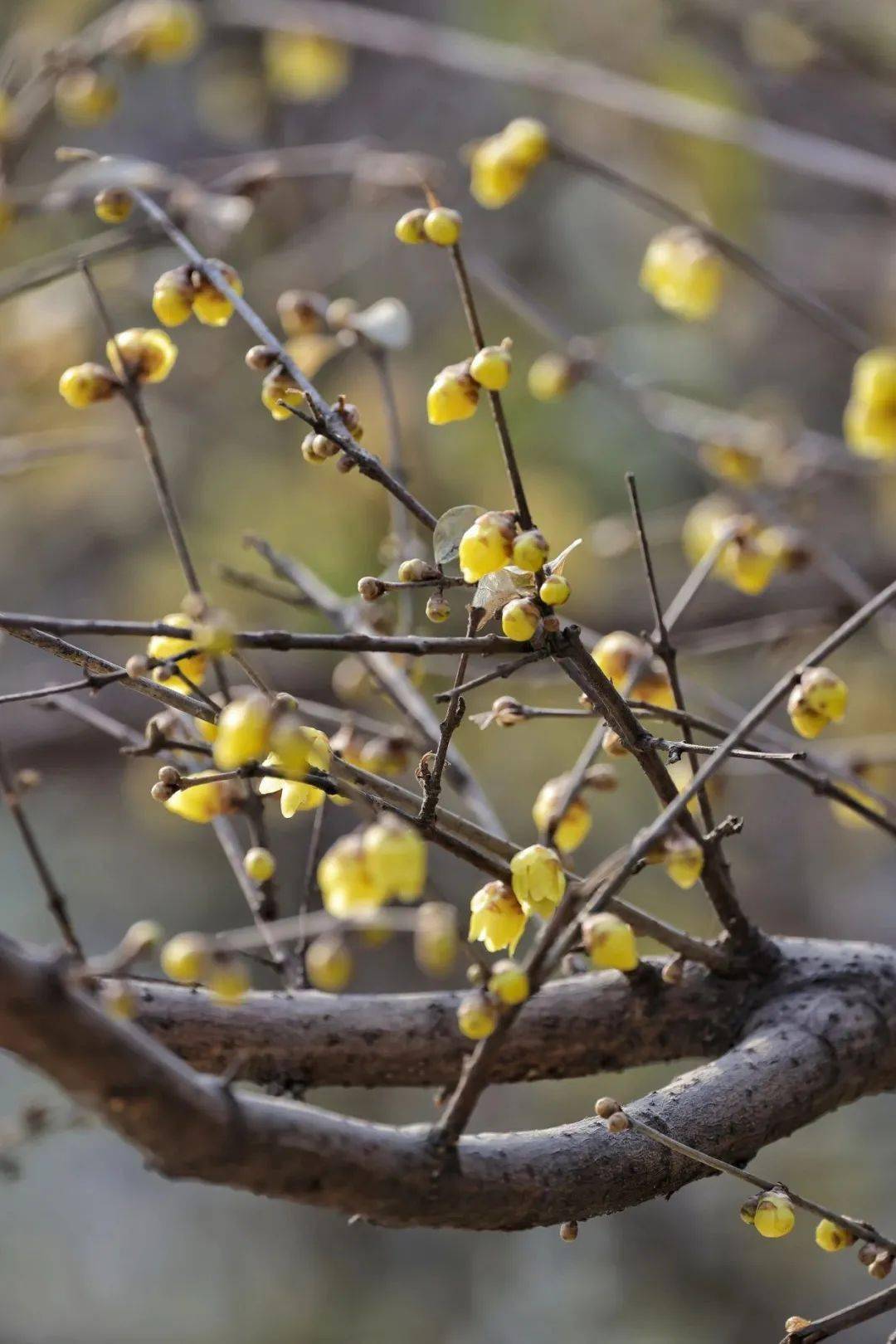 腊梅迎春,开工大吉!_吉祥_春色_花瓣