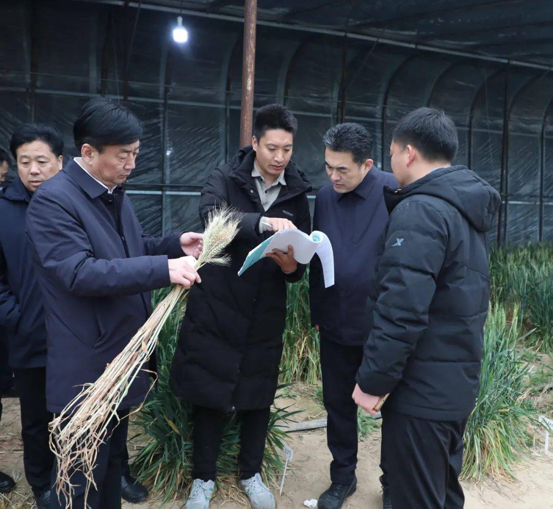 县委书记高尚功调研新阳种业小麦育苗基地_发展_农业_力度