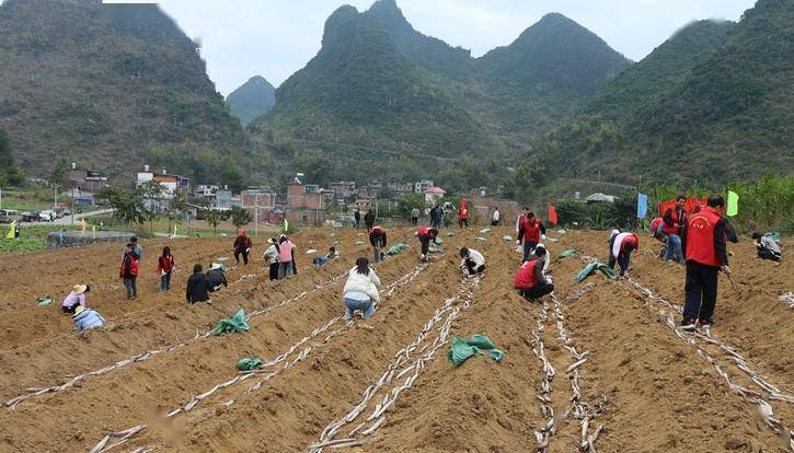 2月18日,在忻城县古蓬镇古稠村下浪屯甘蔗种植基地,古蓬镇全体干部