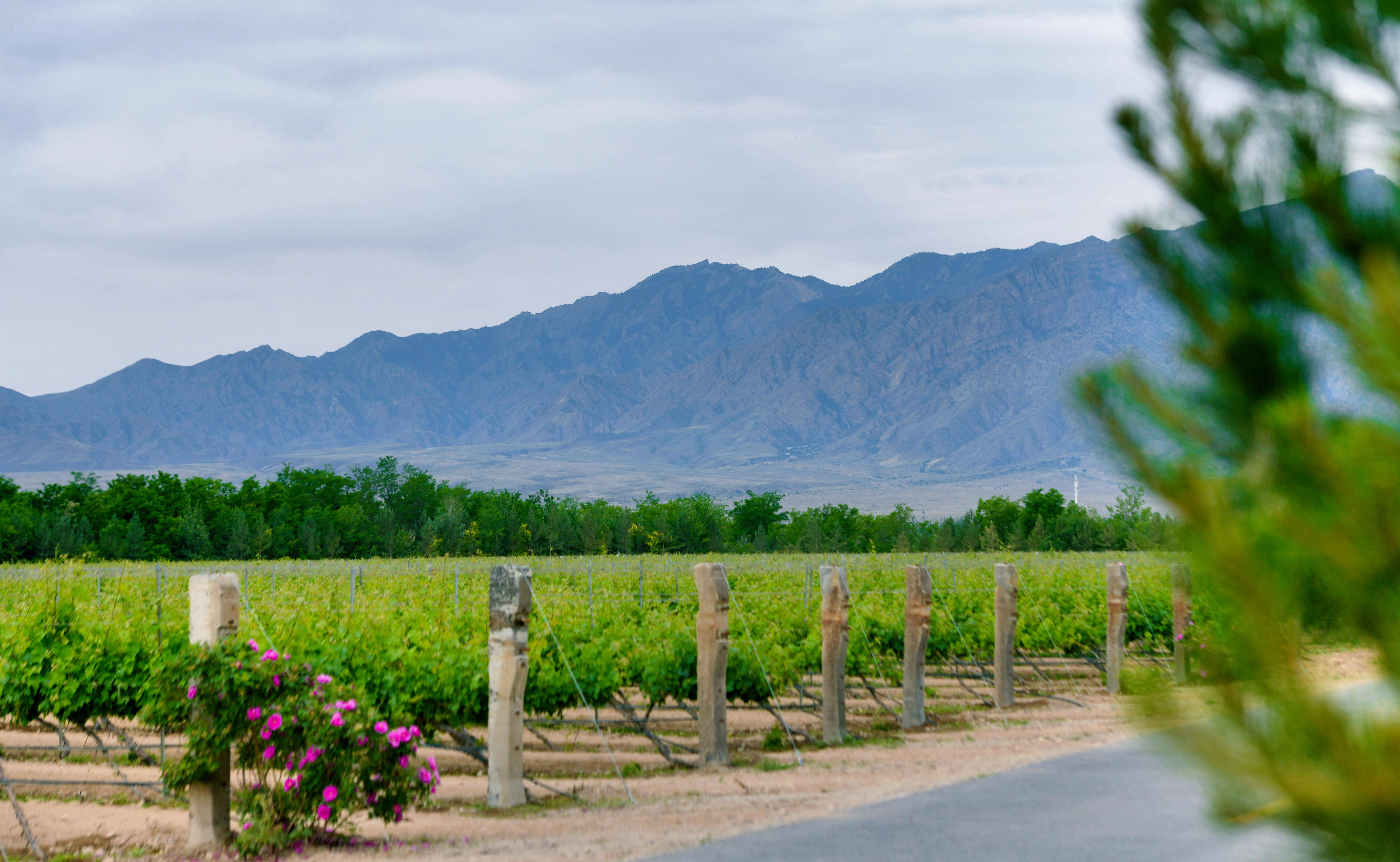 喜迎全国两会 | 贺兰山东麓:以宁夏风土,酿世界顶级葡萄酒_酒庄_品牌