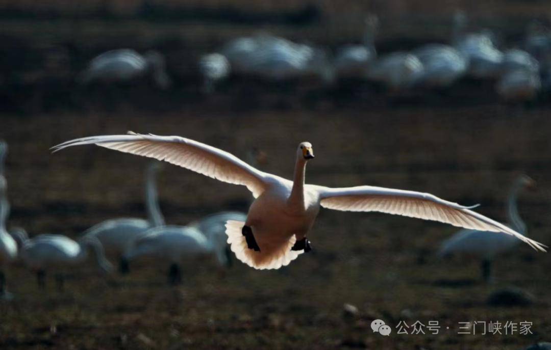【生态文学】"三味奇杯·爱在天鹅城"全国美文大赛