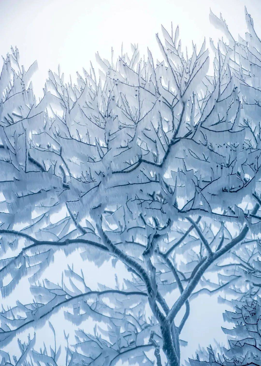 山地二十四节气 | 雨水_包图网_菜花_万峰林