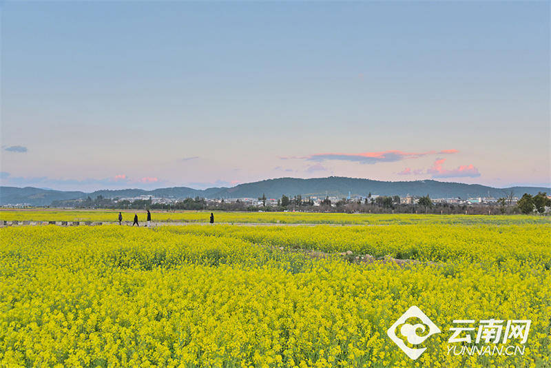 【高清组图】云南昌宁:油菜花开春天来_山水_田园_公园