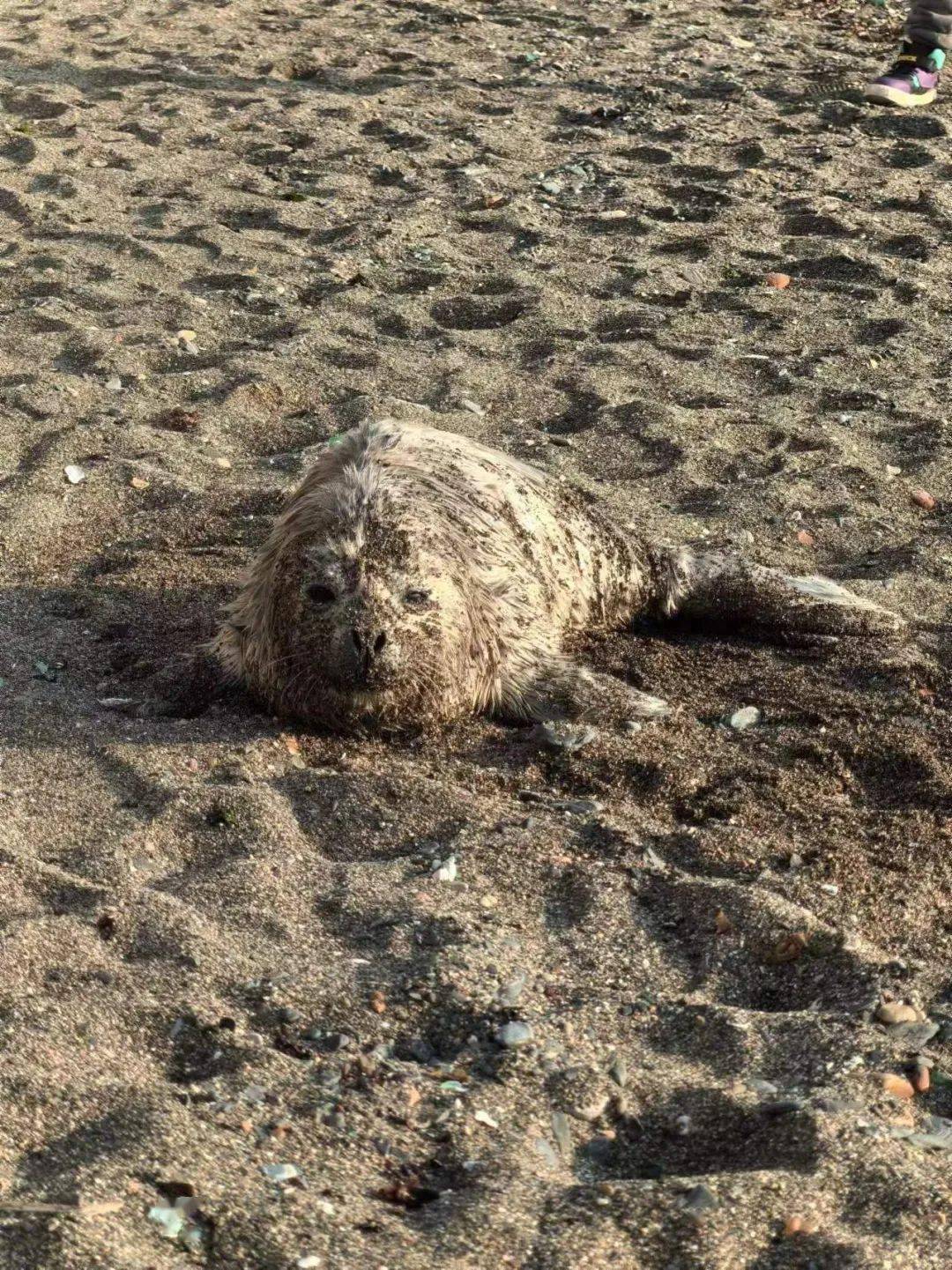 救助_海豹_海洋