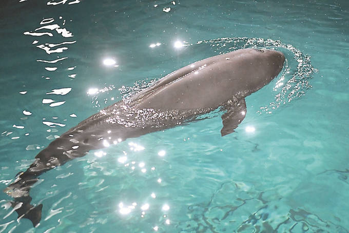 真情守护长江"微笑天使"_江豚_南京_刘凯