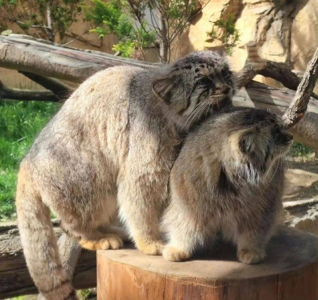 十三四岁小女孩已经在琢磨怎么爆男人金币了?_时候_小姑娘_大学