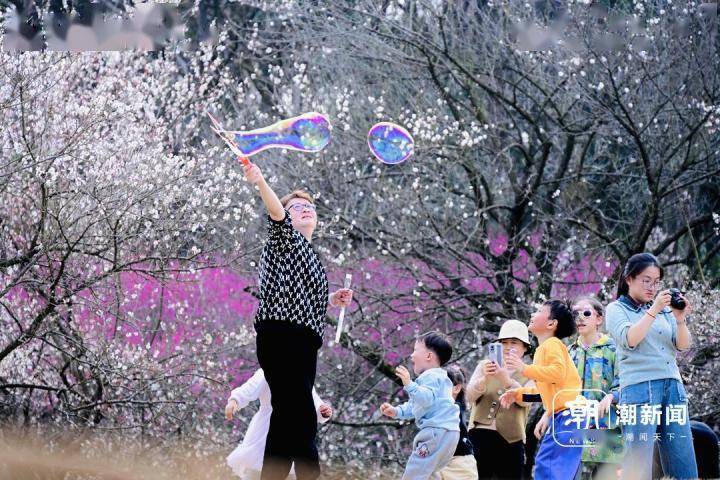 寒潮前夕 杭州尽享暖阳香雪海_影响_天气_降水