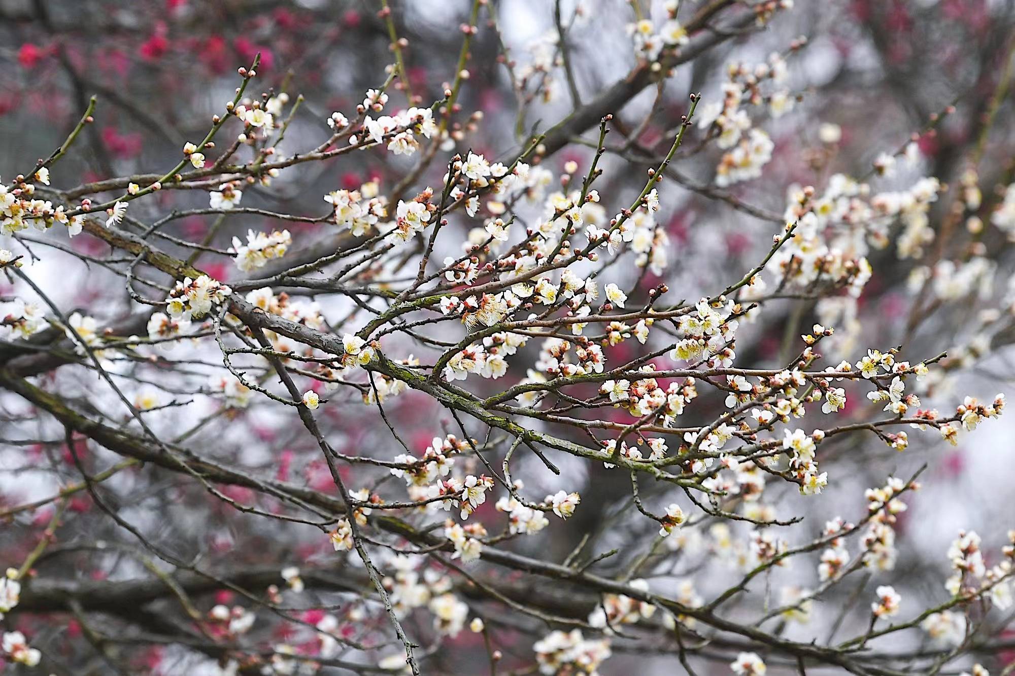 2024年玄武湖百花闹春游园启幕_品种_梁洲_梅花