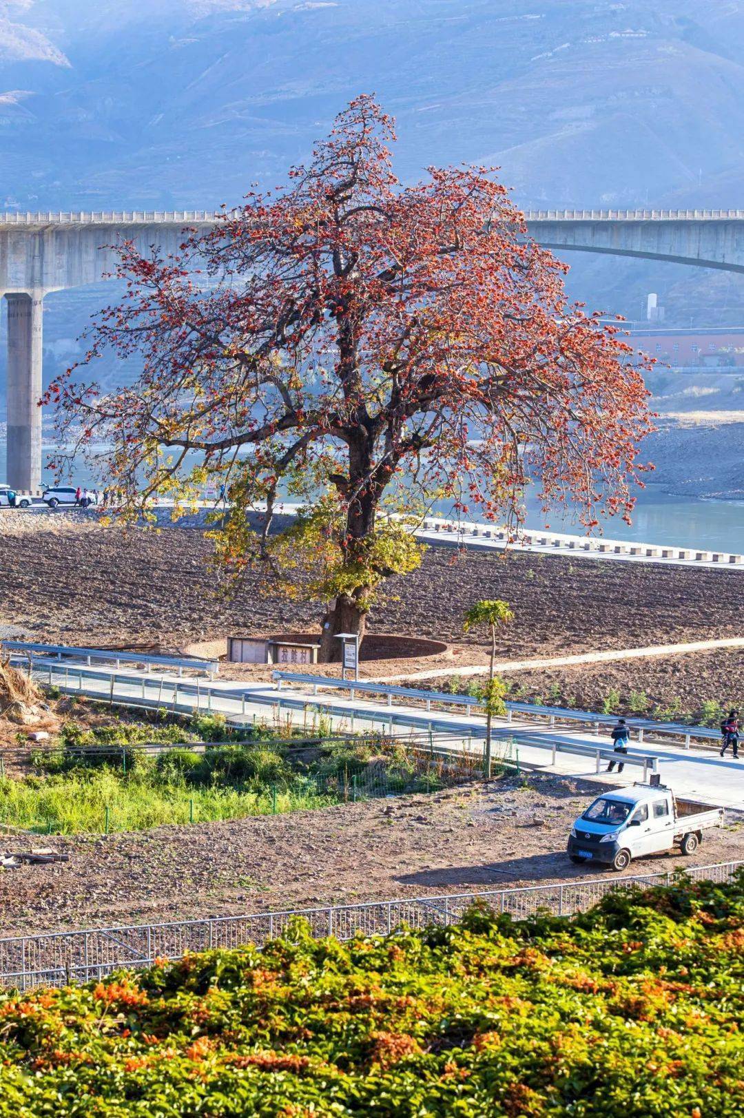 仁和区大龙潭乡的拉鲊古渡旁,伴着江水泱泱,朵朵攀枝花绽放枝头,像一