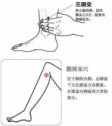 脾胃腿部的位置图图片