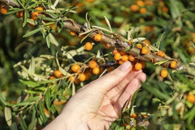 汇源卖面膜了,你咋看呢?_沙棘_品牌_东阿阿胶