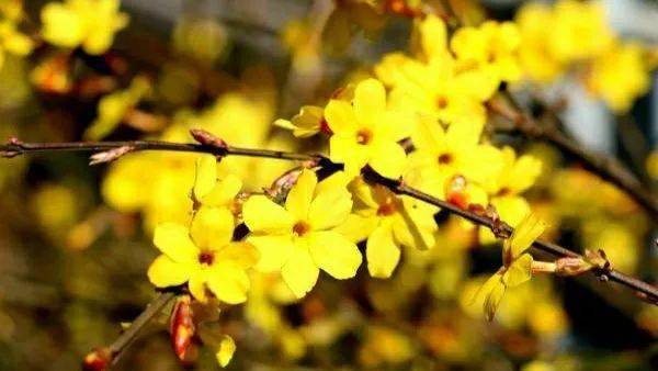 为问名园最深处,不知迎得几多春_春花_迎春_东风