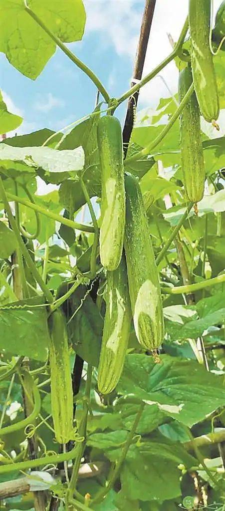 "这里一部分是燕白黄瓜,一部分是燕白黄瓜的升级版——嘉华1号