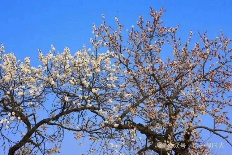 路遥:杏树下_年级_树干_带着