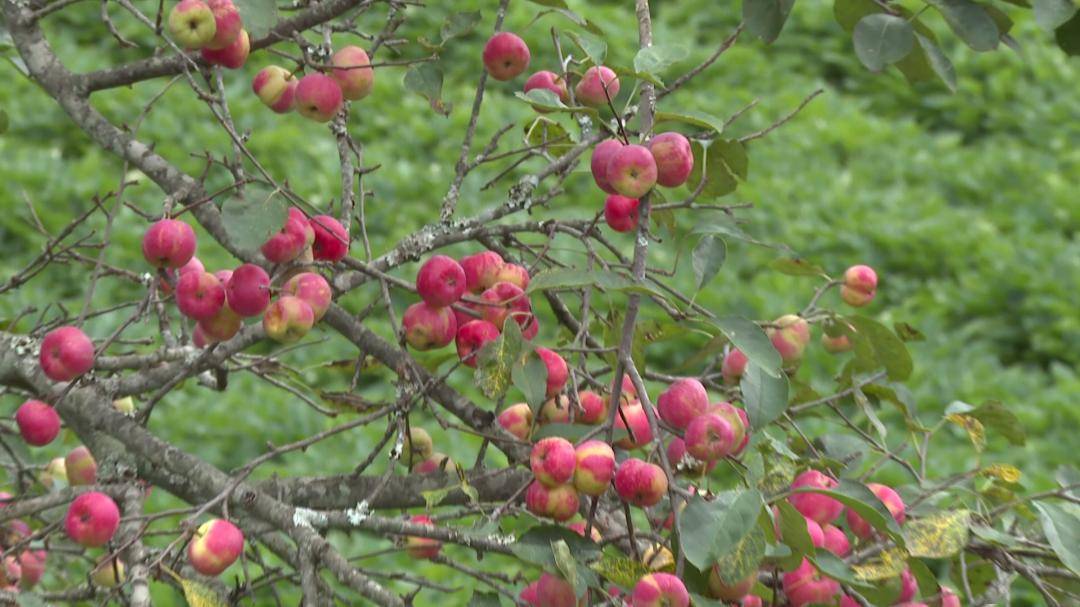 久留米つばき 紅あかり開花 発色の良いオレンジ色っぽい赤色 宅急便.匿名発送 久留米つばき 紅あかり開花 発色の良いオレンジ色っぽい赤色