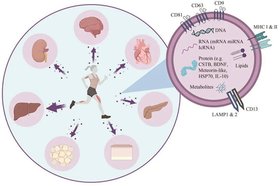 运动因子应用于微重力领域的研究进展及展望_al_bettis_骨骼肌