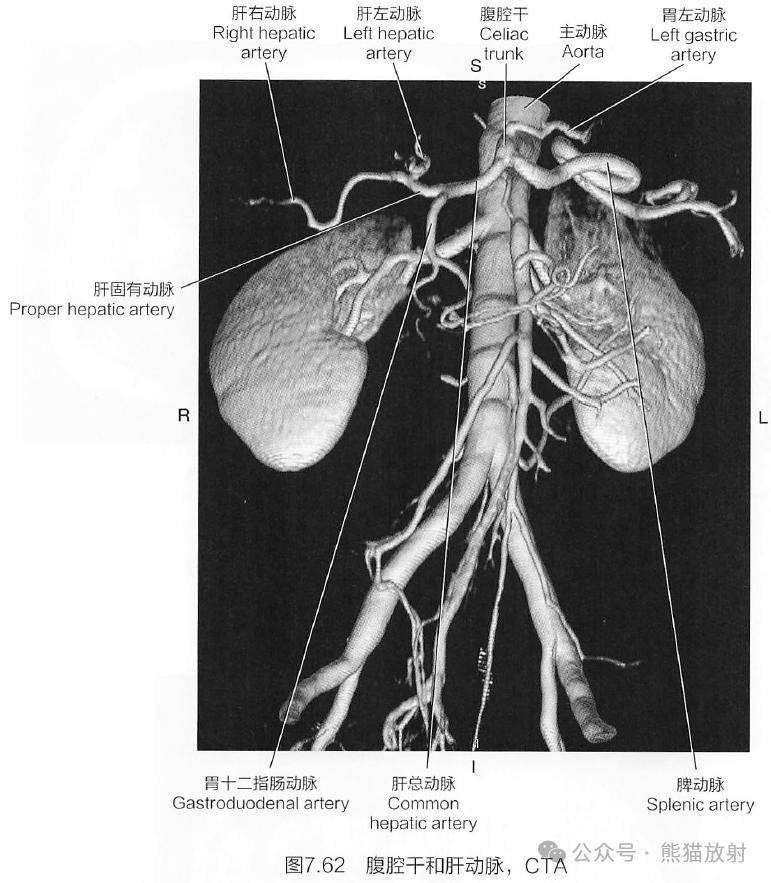 肝脏动静脉解剖图图片