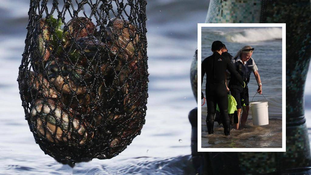 西澳鲍鱼捕捞活动,多人遭遇罚款!_警告_官方_规定