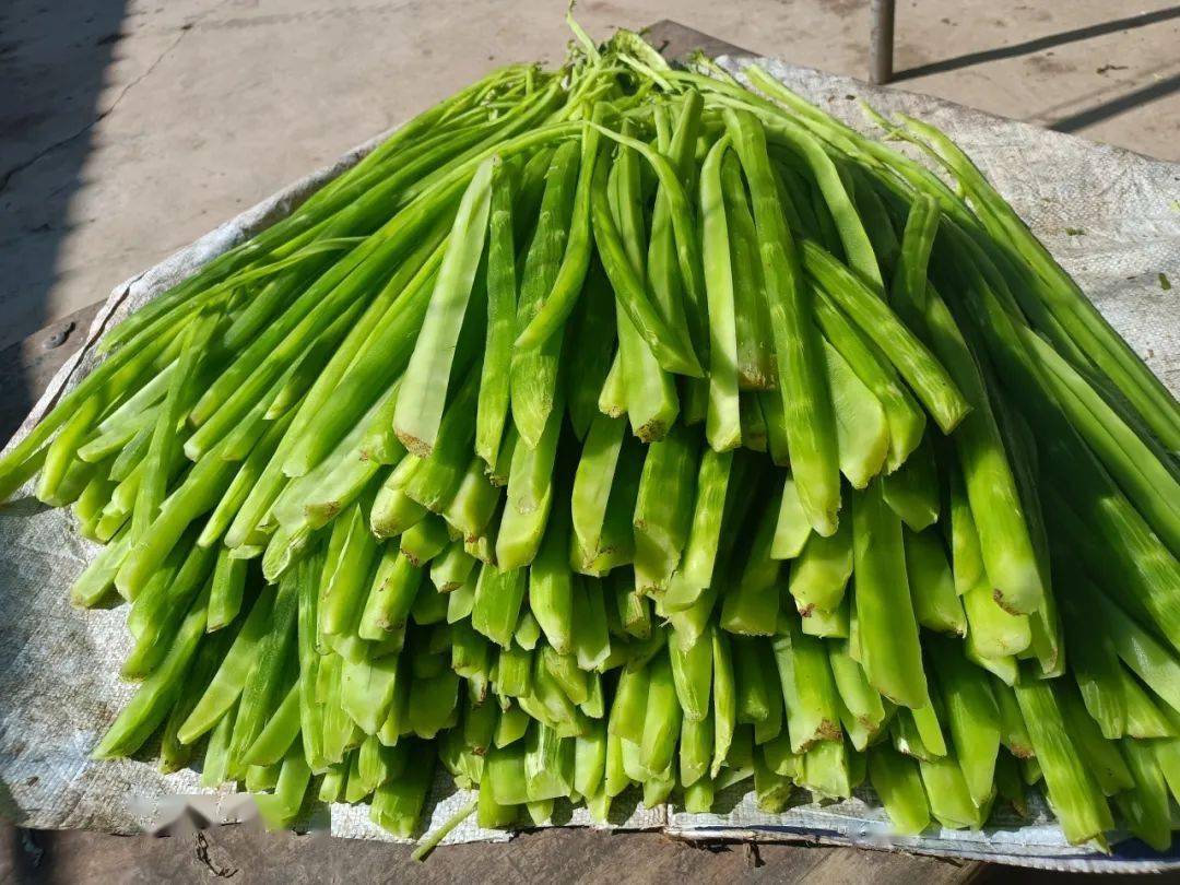 【民族团结进步】大营镇华侨社区:小贡菜"大贡献" 催开民族团结"幸福