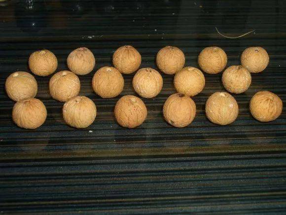 路边就能摘,包浆后馋哭所有人!_榆叶梅_盘玩_文玩