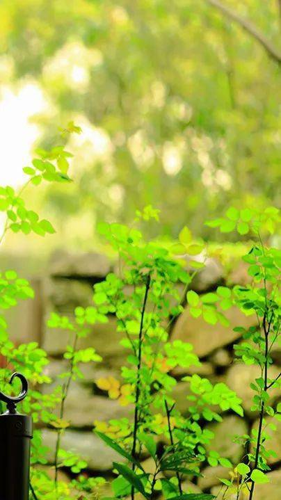 春天,一种花里胡哨的美_分类_搜索_spring