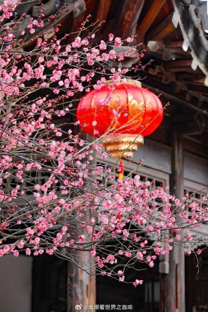 红梅_审核_南园