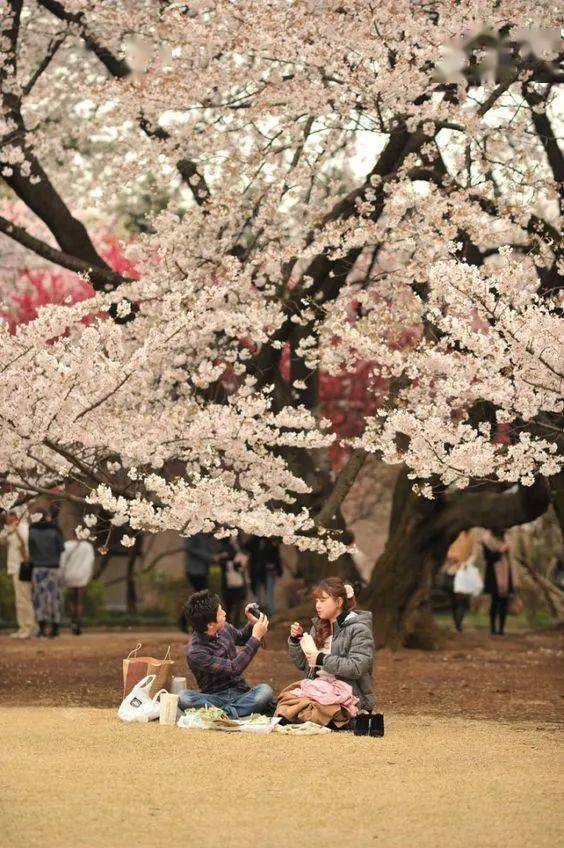 在京都 奈良双重赏樱胜地感受独特八重樱世界_樱花_清水_岚山