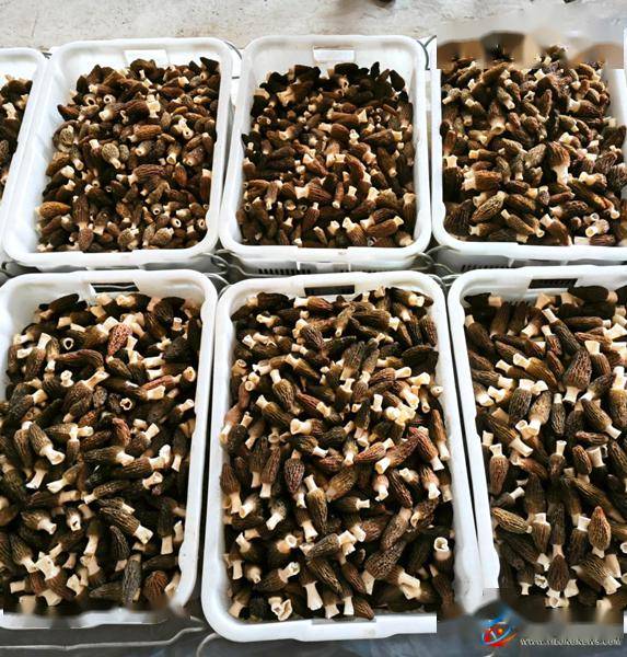 种小小羊肚菌,奔朤朤好"钱"程~_灵山村_宝贝_马思源