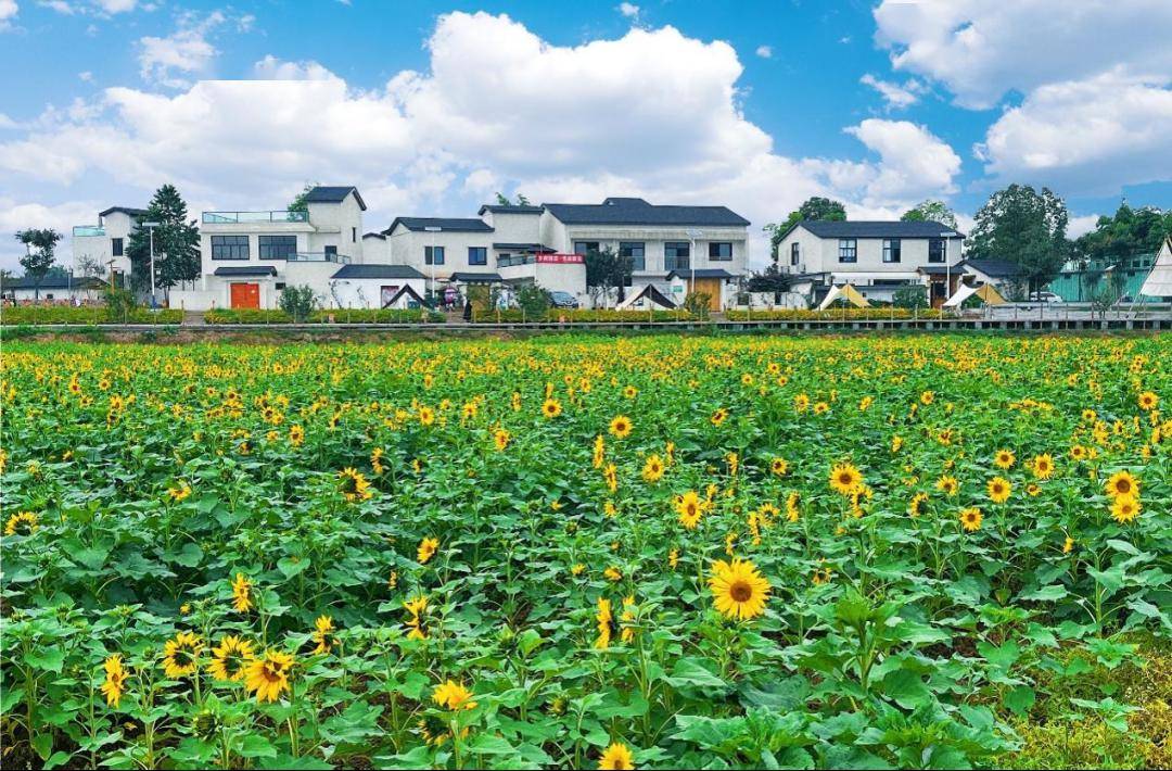 我们村的年轻人丨盘活林盘经济,推动乡村振兴_傅敏_梨园_田园