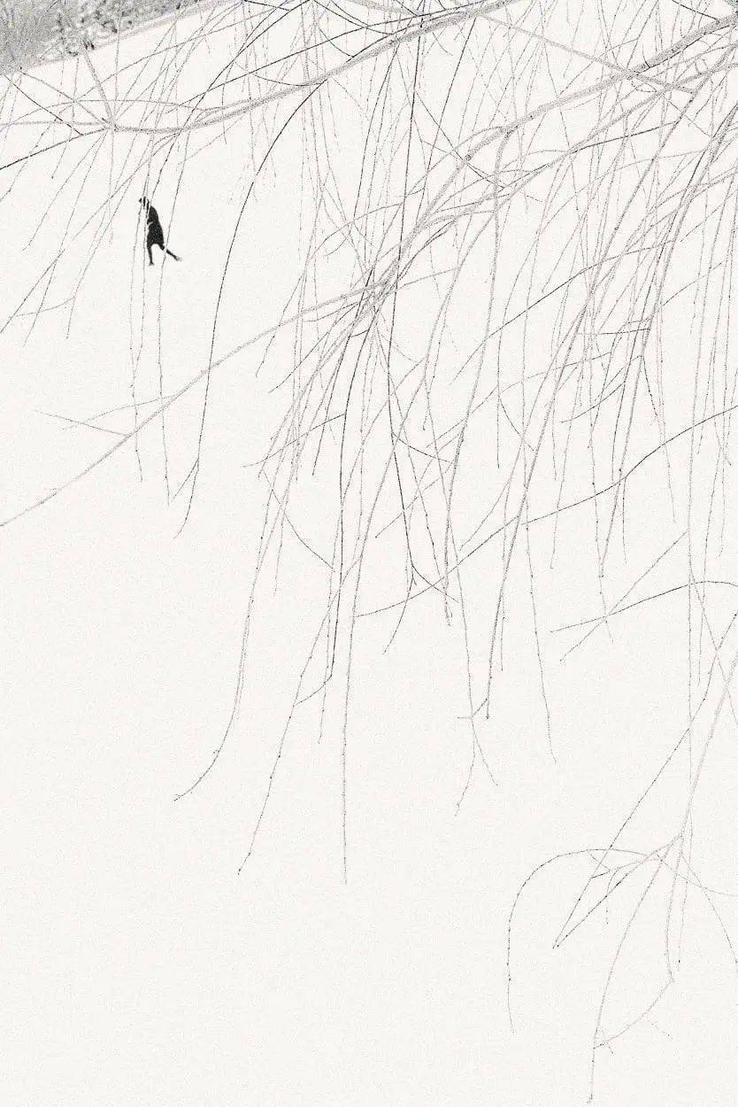 初恋_电影_童话