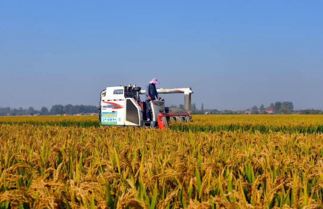 农民日报 | 安徽农垦助力农业强省建设_合作_单产_小麦